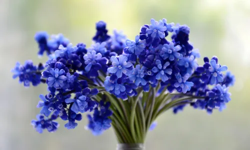 【11832】植物壁纸  4K 超清壁纸3840_2400@青蛙壁纸-笨猫小站