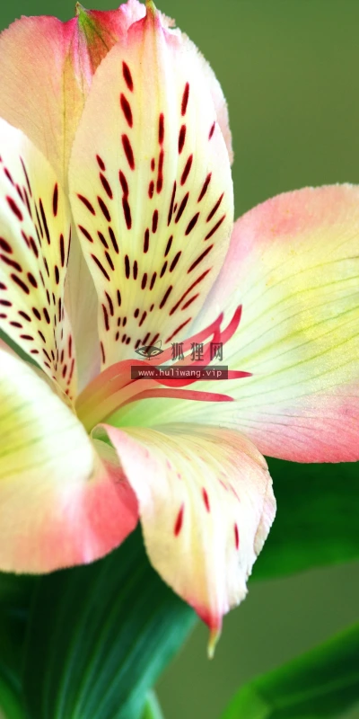 【11833】植物壁纸  4K 超清壁纸3840_2400@青蛙壁纸-笨猫小站