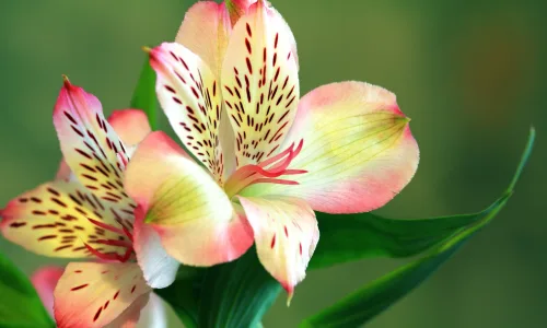 【11833】植物壁纸  4K 超清壁纸3840_2400@青蛙壁纸-笨猫小站