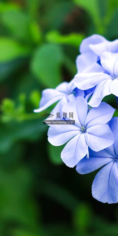 【11834】植物壁纸  4K 超清壁纸3840_2400@青蛙壁纸-笨猫小站