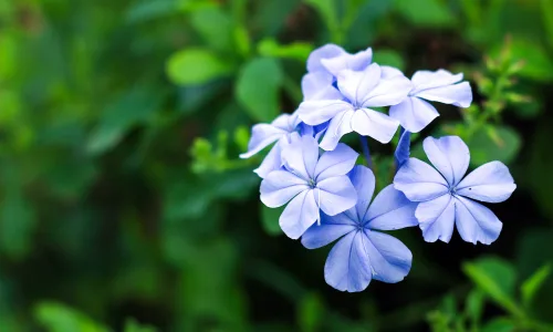 【11834】植物壁纸  4K 超清壁纸3840_2400@青蛙壁纸-笨猫小站