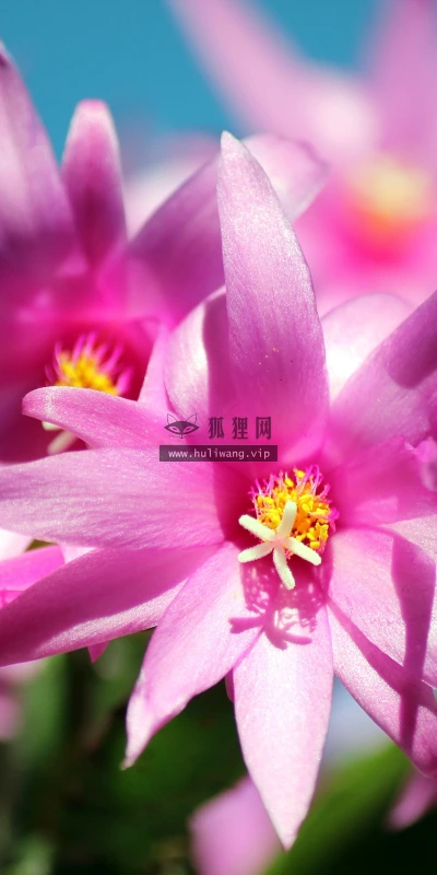 【11835】植物壁纸  4K 超清壁纸3840_2400@青蛙壁纸-笨猫小站