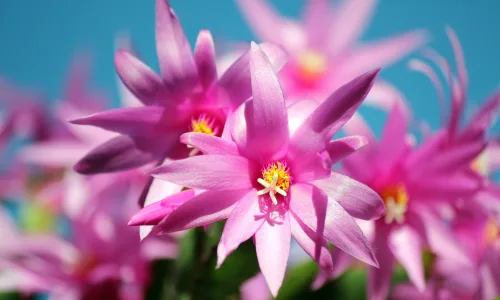 【11835】植物壁纸  4K 超清壁纸3840_2400@青蛙壁纸-笨猫小站