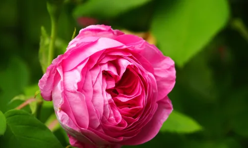 【11836】植物壁纸  4K 超清壁纸3840_2400@青蛙壁纸-笨猫小站