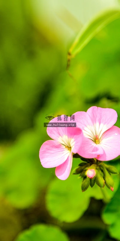 【11837】植物壁纸  4K 超清壁纸3840_2400@青蛙壁纸-笨猫小站