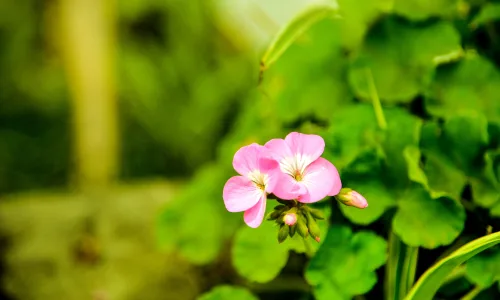 【11837】植物壁纸  4K 超清壁纸3840_2400@青蛙壁纸-笨猫小站