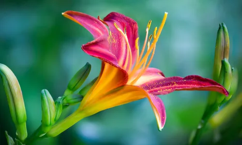 【11838】植物壁纸  4K 超清壁纸3840_2400@青蛙壁纸-笨猫小站