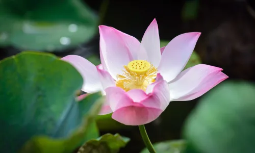 【11839】植物壁纸  4K 超清壁纸3840_2400@青蛙壁纸-笨猫小站