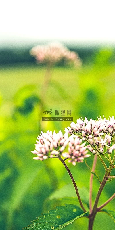 【11840】植物壁纸  4K 超清壁纸3840_2400@青蛙壁纸-笨猫小站