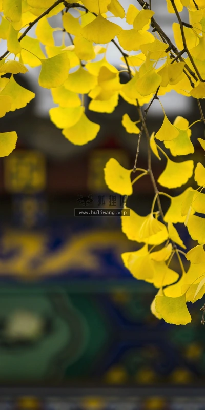 【11841】植物壁纸  4K 超清壁纸3840_2400@青蛙壁纸-笨猫小站