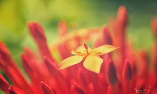 【11842】植物壁纸  4K 超清壁纸3840_2400@青蛙壁纸-笨猫小站