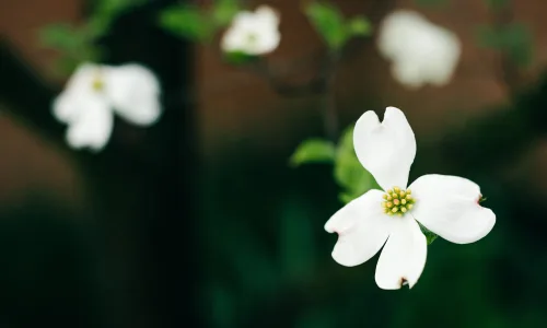 【11843】植物壁纸  4K 超清壁纸3840_2400@青蛙壁纸-笨猫小站