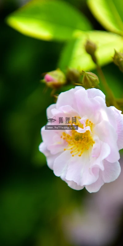 【11844】植物壁纸  4K 超清壁纸3840_2400@青蛙壁纸-笨猫小站