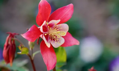 【11845】植物壁纸  4K 超清壁纸3840_2400@青蛙壁纸-笨猫小站