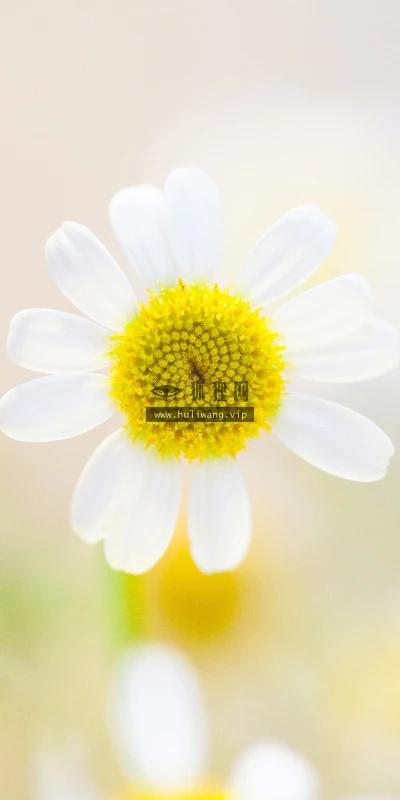 【11846】植物壁纸  4K 超清壁纸3840_2400@青蛙壁纸-笨猫小站