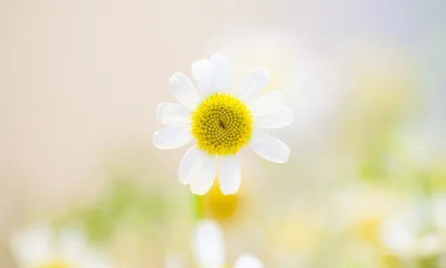 【11846】植物壁纸  4K 超清壁纸3840_2400@青蛙壁纸-笨猫小站