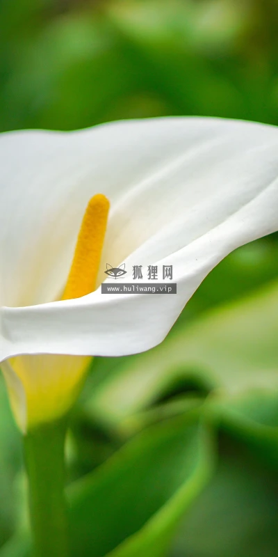 【11847】植物壁纸  4K 超清壁纸3840_2400@青蛙壁纸-笨猫小站