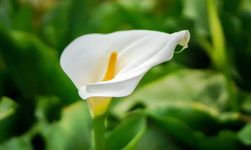 【11847】植物壁纸  4K 超清壁纸3840_2400@青蛙壁纸-笨猫小站