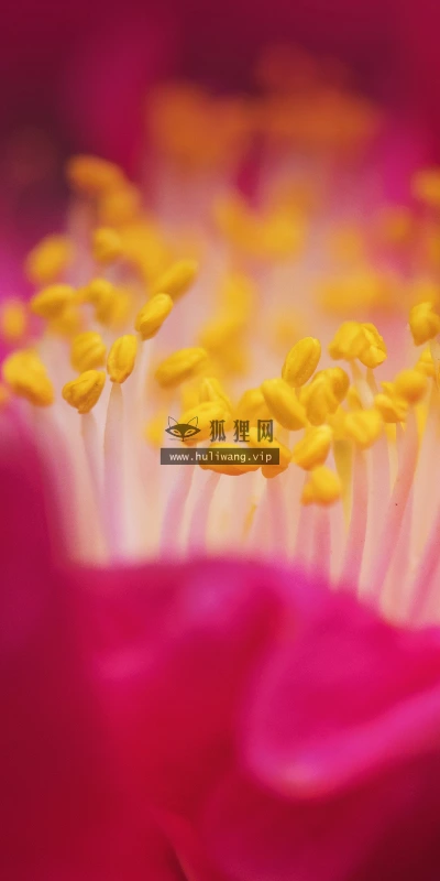 【11848】植物壁纸  4K 超清壁纸3840_2400@青蛙壁纸-笨猫小站