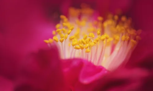 【11848】植物壁纸  4K 超清壁纸3840_2400@青蛙壁纸-笨猫小站