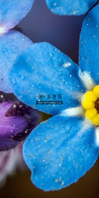 【11849】植物壁纸  4K 超清壁纸3840_2400@青蛙壁纸-笨猫小站