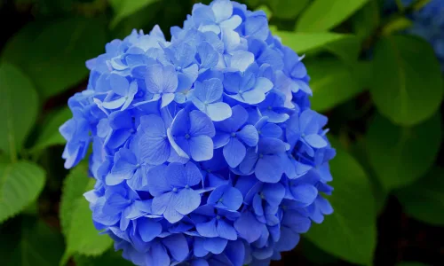【11850】植物壁纸  4K 超清壁纸3840_2400@青蛙壁纸-笨猫小站