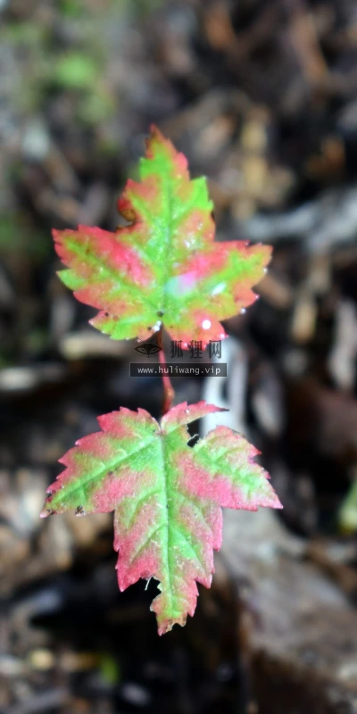 【11851】植物壁纸  4K 超清壁纸3840_2400@青蛙壁纸-笨猫小站