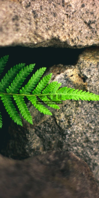【11852】植物壁纸  4K 超清壁纸3840_2400@青蛙壁纸-笨猫小站