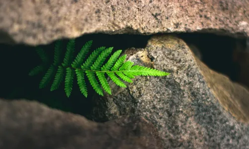 【11852】植物壁纸  4K 超清壁纸3840_2400@青蛙壁纸-笨猫小站