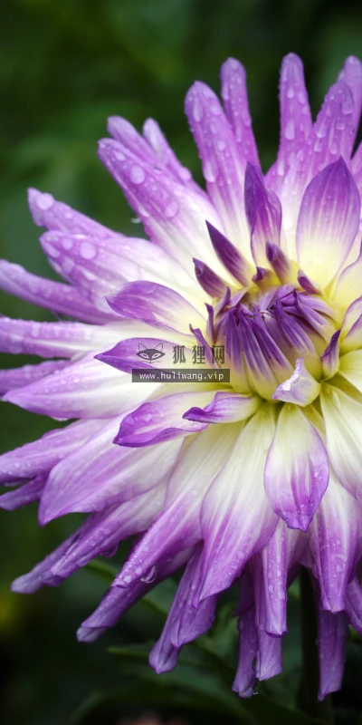 【11853】植物壁纸  4K 超清壁纸3840_2400@青蛙壁纸-笨猫小站