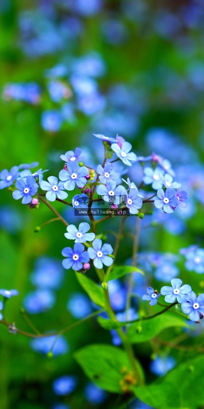 【11854】植物壁纸  4K 超清壁纸3840_2400@青蛙壁纸-笨猫小站