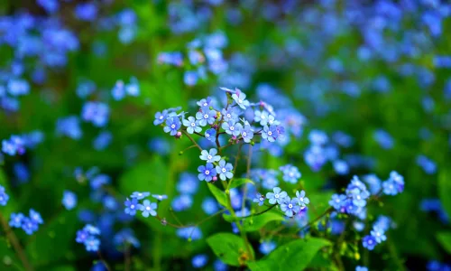 【11854】植物壁纸  4K 超清壁纸3840_2400@青蛙壁纸-笨猫小站