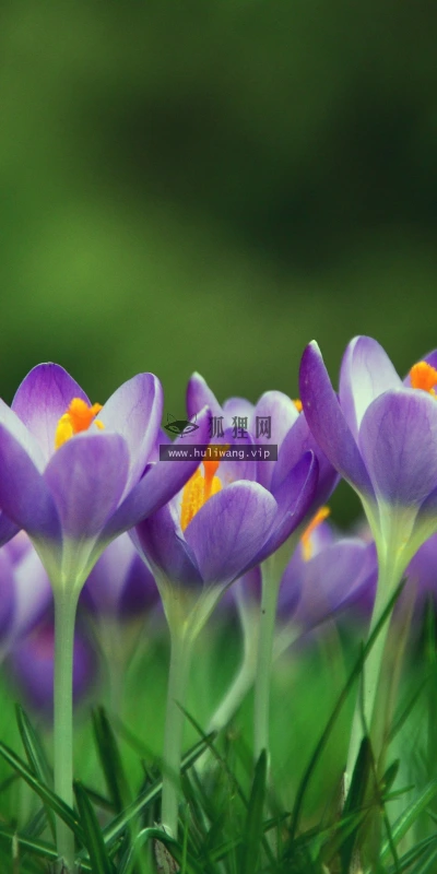 【11855】植物壁纸  4K 超清壁纸3840_2400@青蛙壁纸-笨猫小站