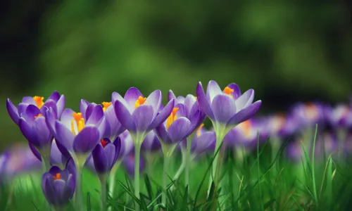 【11855】植物壁纸  4K 超清壁纸3840_2400@青蛙壁纸-笨猫小站