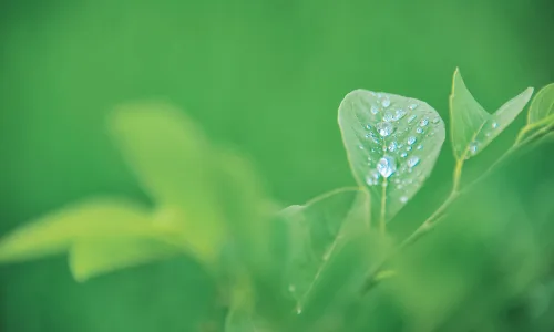 【11857】植物壁纸  4K 超清壁纸3840_2400@青蛙壁纸-笨猫小站