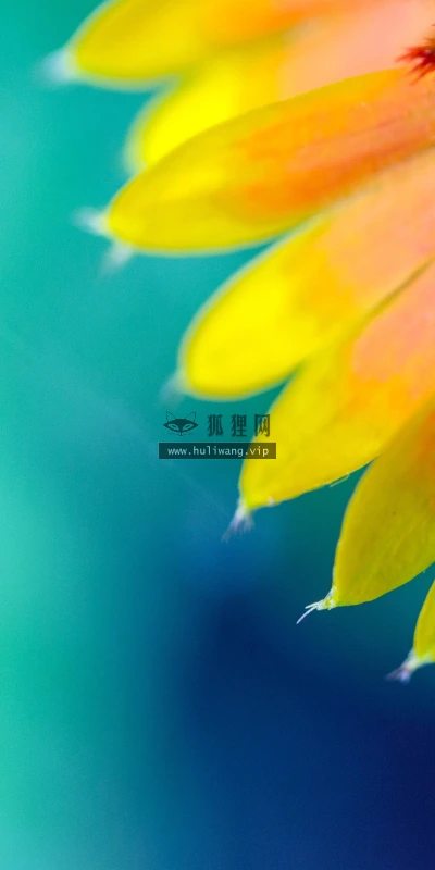 【11858】植物壁纸  4K 超清壁纸3840_2400@青蛙壁纸-笨猫小站