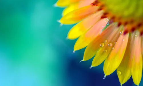 【11858】植物壁纸  4K 超清壁纸3840_2400@青蛙壁纸-笨猫小站