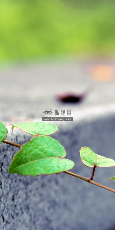 【11859】植物壁纸  4K 超清壁纸3840_2400@青蛙壁纸-笨猫小站