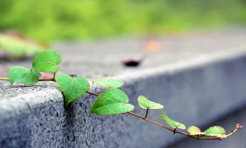 【11859】植物壁纸  4K 超清壁纸3840_2400@青蛙壁纸-笨猫小站
