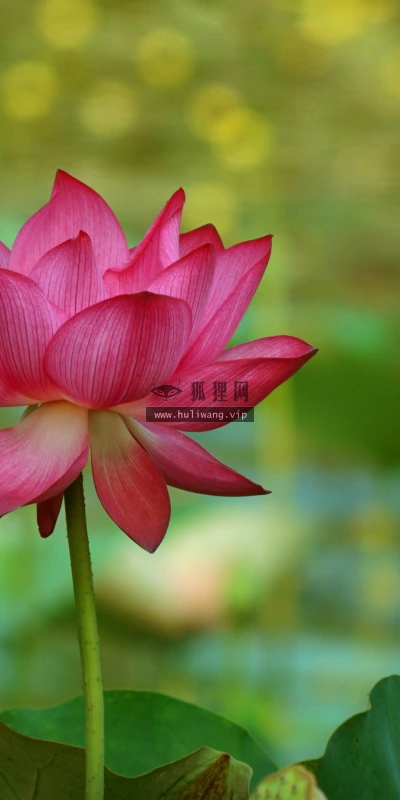 【11861】植物壁纸  4K 超清壁纸3840_2400@青蛙壁纸-笨猫小站