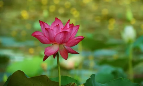 【11861】植物壁纸  4K 超清壁纸3840_2400@青蛙壁纸-笨猫小站