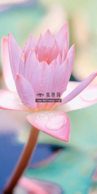 【11863】植物壁纸  4K 超清壁纸3840_2400@青蛙壁纸-笨猫小站