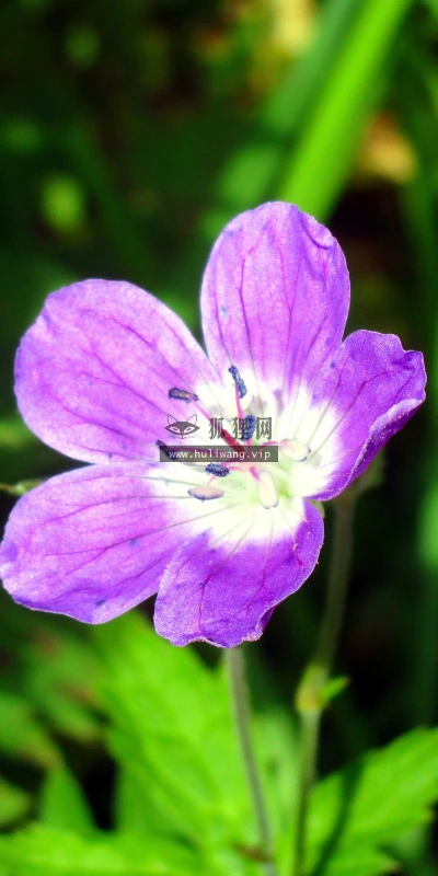 【11864】植物壁纸  4K 超清壁纸3840_2400@青蛙壁纸-笨猫小站