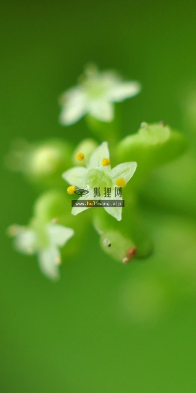 【11865】植物壁纸  4K 超清壁纸3840_2400@青蛙壁纸-笨猫小站