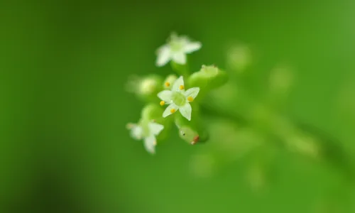 【11865】植物壁纸  4K 超清壁纸3840_2400@青蛙壁纸-笨猫小站