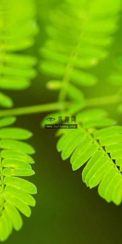 【11866】植物壁纸  4K 超清壁纸3840_2400@青蛙壁纸-笨猫小站