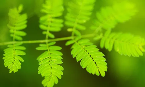 【11866】植物壁纸  4K 超清壁纸3840_2400@青蛙壁纸-笨猫小站