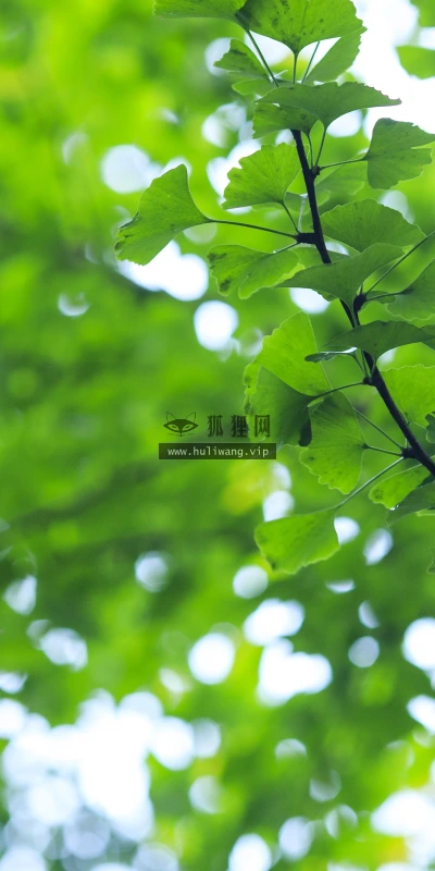 【11867】植物壁纸  4K 超清壁纸3840_2400@青蛙壁纸-笨猫小站