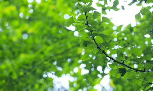 【11867】植物壁纸  4K 超清壁纸3840_2400@青蛙壁纸-笨猫小站