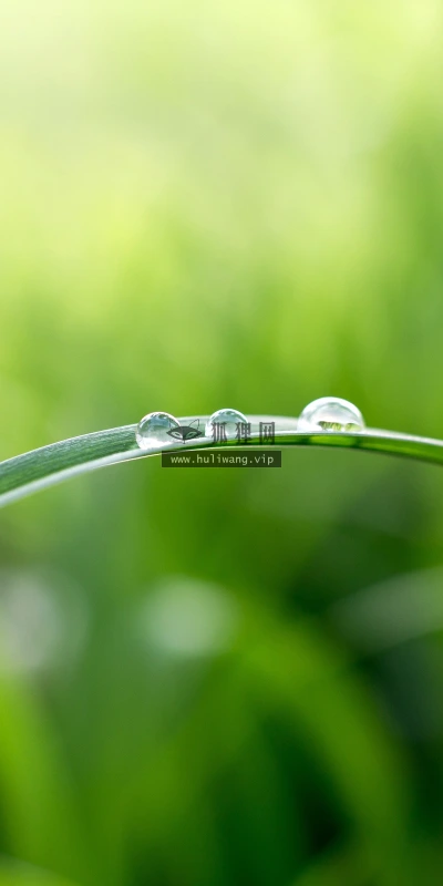 【11868】植物壁纸  4K 超清壁纸3840_2400@青蛙壁纸-笨猫小站